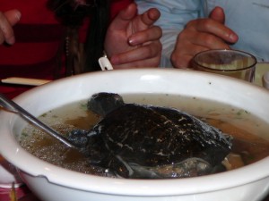 Turtle soup with an actual floating turtle