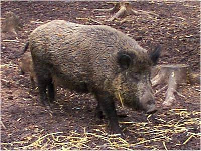 Wild Boar Xinjiang's indiginous wild boar animal