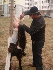 A Uyghur man skins a sheep for Corban in Xinjiang, China