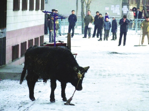 A bull runs wild in Xinjiang