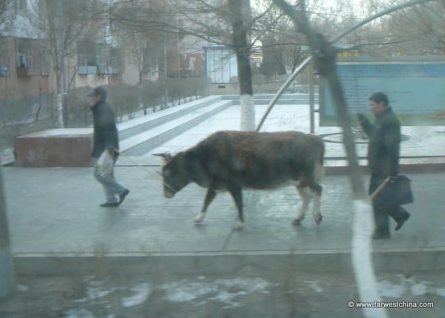 A man walks a cow down a Xinjiang street