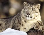 A Xinjiang snow leopard