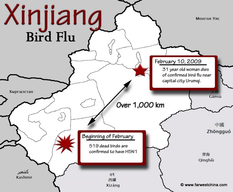 Xinjiang bird flu map A map of the bird flu cases in China's Xinjiang province