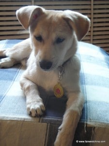 Our beautiful dog Rusty