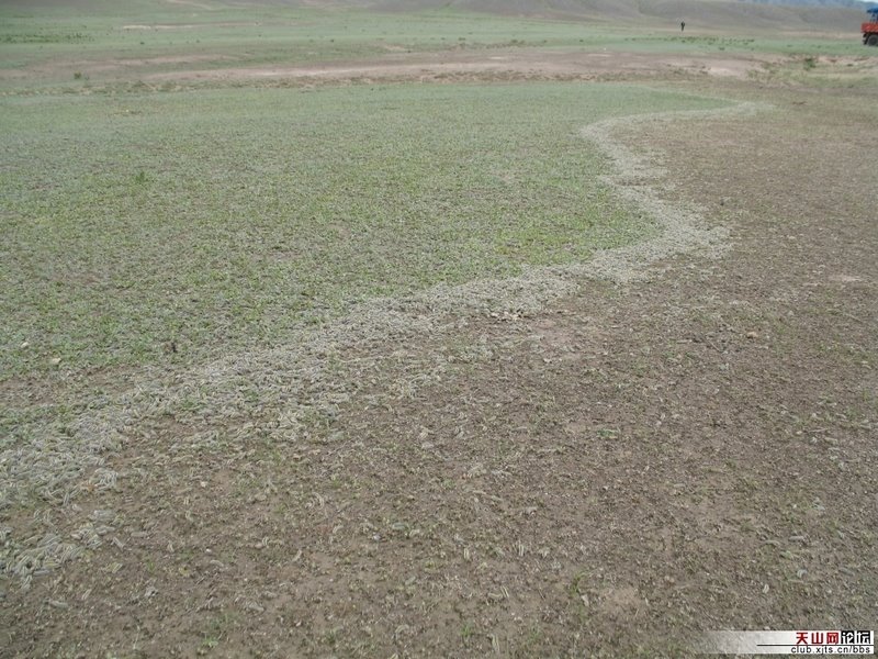 WusuWorms1 Worms devastate Wusu fields