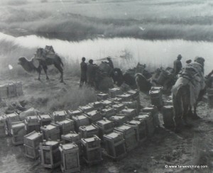 Camels carry water from a river in the desert