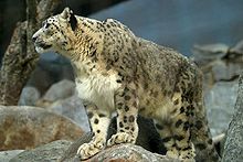 Xinjiang's endangered snow leopard