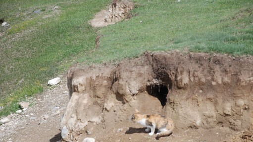 Xinjiang's cat army watches out for rodents in Bole
