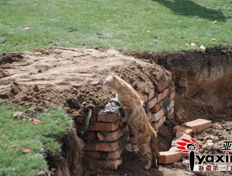 Homes for the Bole, Xinjiang cat army