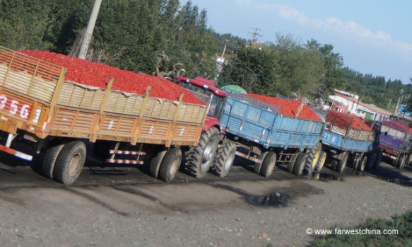 Xinjiang Tomatoes Truckloads of Xinjiang tomatoes waiting to be processed