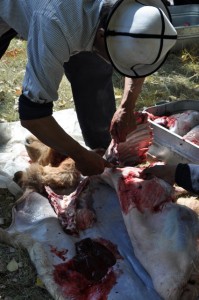 A man butchers a sheep to celebrate a Tajik wedding in Xinjiang, China