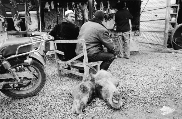 A pair of severed camel heads in Xinjiang, China