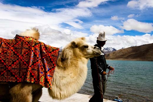 A tourist camel at Karakul Lake on the Karakoram Highway in Xinjiang