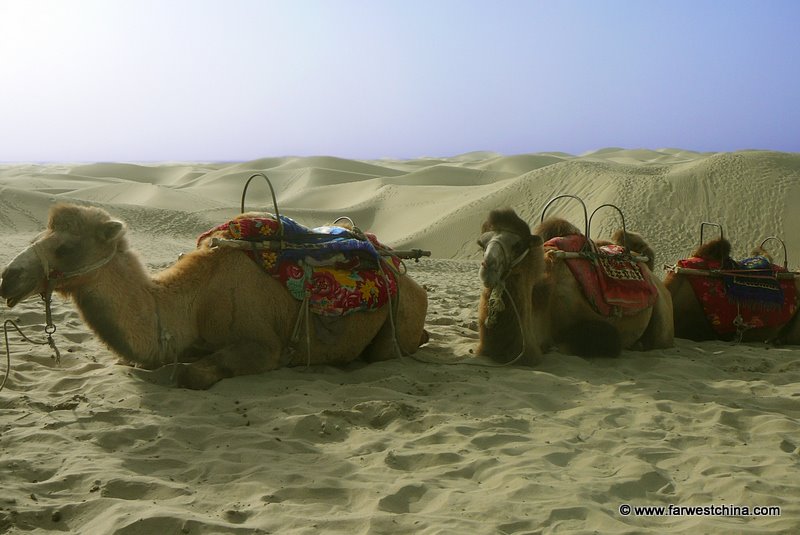 Camels resting in Xinjiang's Taklamakan Desert