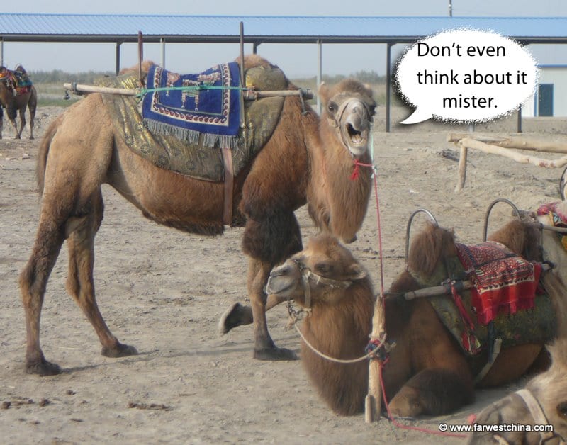 A camel yells at the camera