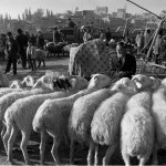 Sheep line up at the Sunday market outside Kashgar