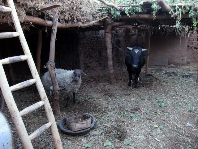 A Uyghur outhouse in Tuyoq Xinjiang