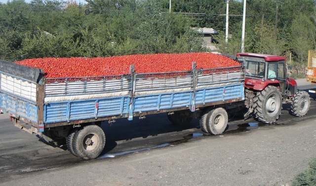 Transporting tomatoes in Xinjiang, China