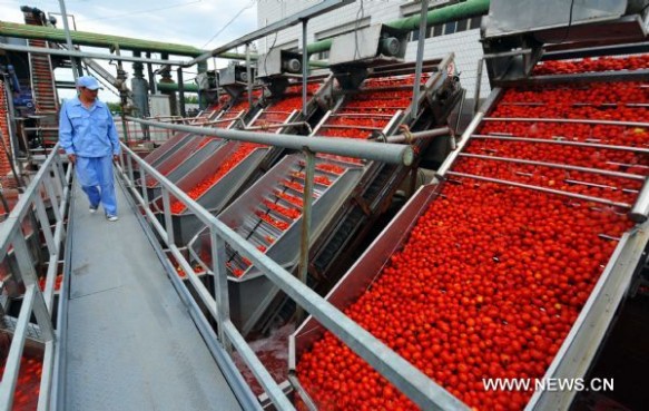 Processing the tomatoes in Xinjiang, China