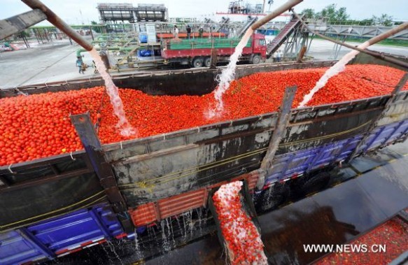 Washing the tomatoes at a Xinjiang plant