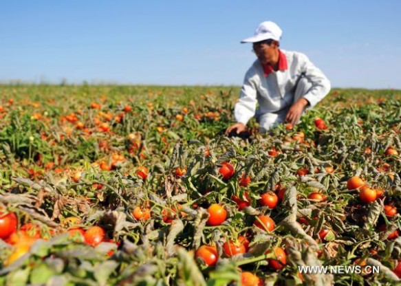 A worker picking tomatoes in the Chinese province of Xinjiang
