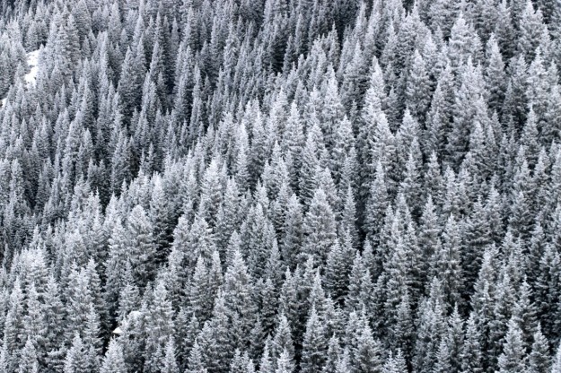 Gorgeous NanShan trees covered in snow