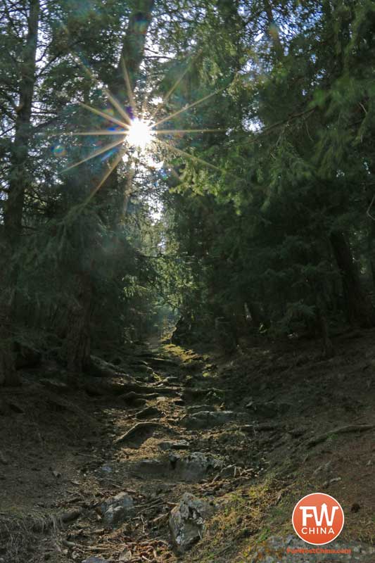 The sun peaking through trees along a hiking trail in Xinjiang's Heavenly Lake nature preserve