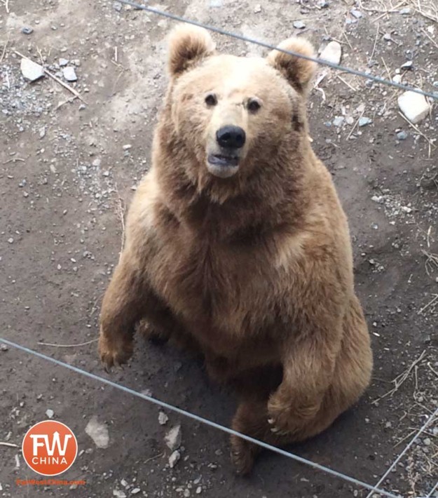 A bear begs for food at the Xinjiang Tianshan Safari Park