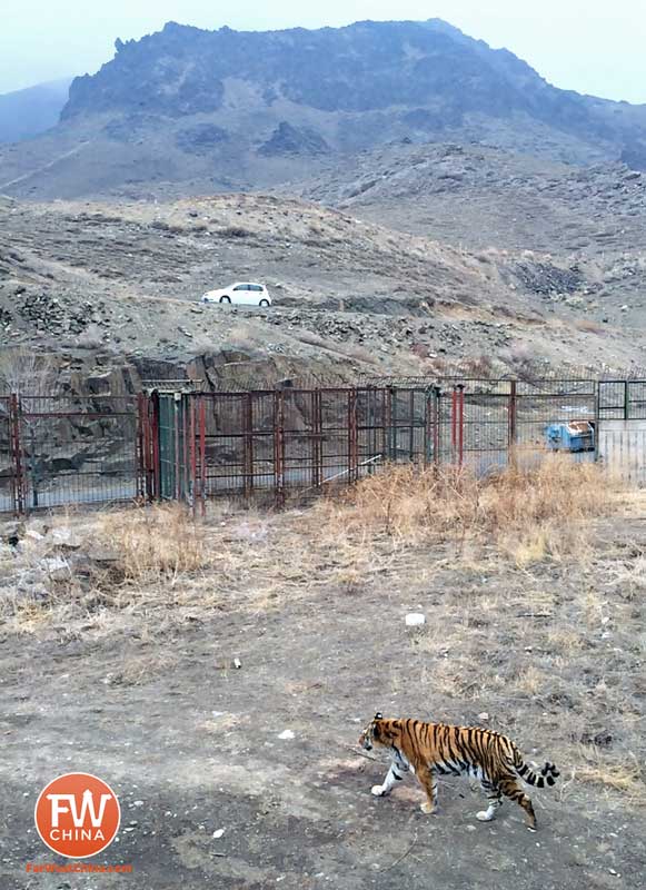 A tiger at the Xinjiang Safari Park