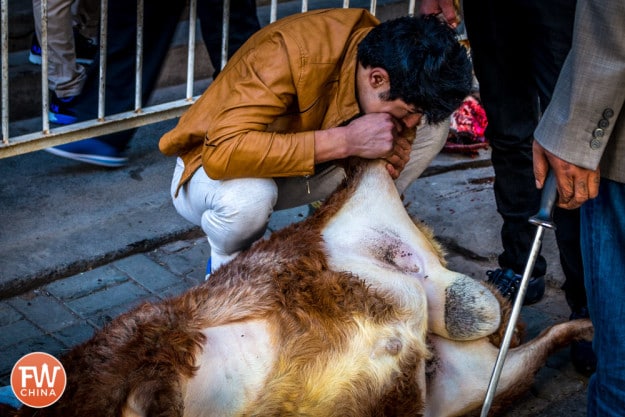 Using the mouth to blow air into a sheep carcass in Urumqi, Xinjiang