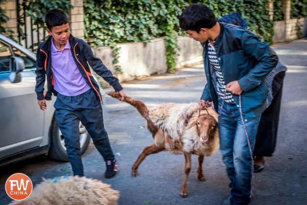 Uyghur men dragging a sheep in Urumqi, Xinjiang during Corban