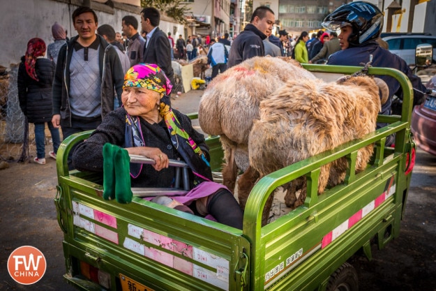 Sheep and Uyghur woman being transported by trailer in Urumqi, Xinjiang