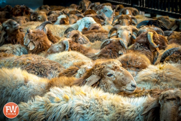 Sheep all gathered in their sheep pen in Urumqi, Xinjiang for the Corban Festival