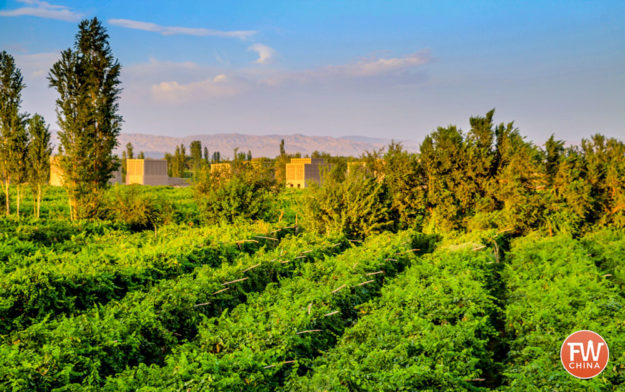 Grape Vineyards of Turpan, Xinjiang