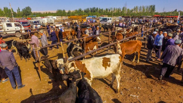 The Kashgar livestock market, a must-see place to visit in Kashgar