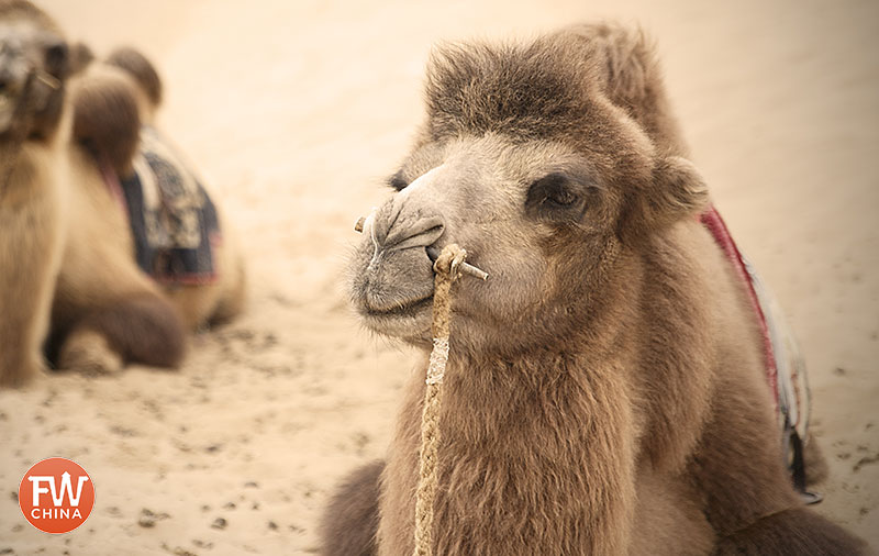 A camel in the Xinjiang desert that I posted to Facebook in China