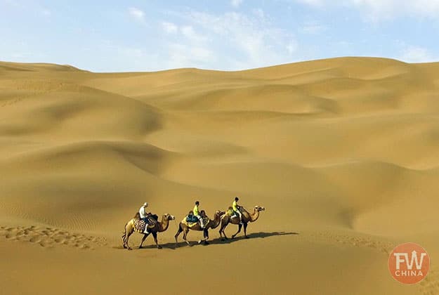 Xinjiang camels in a desert