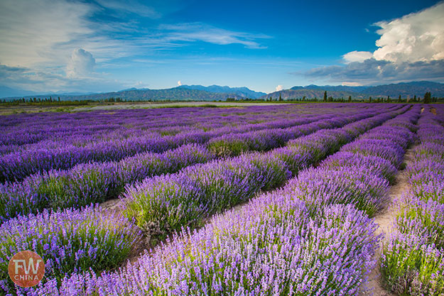 Xinjiang lavender field