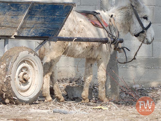 A donkey in the streets of Almaty in Kazakhstan