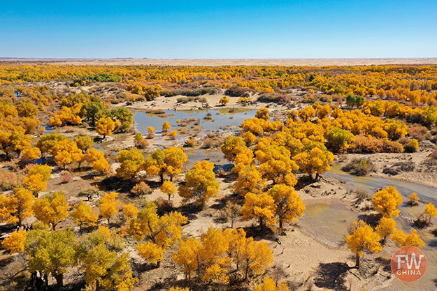 Xinjiang Diversiform Poplar Forrest